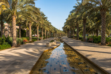 City park with exotic palm trees, botanical garden in Abu Dhabi. 