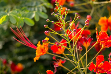 Cesalpinia flowers close-up. Exotic plant in the garden.