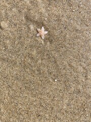 In the sand on the beach lies a small starfish
