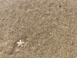 In the sand on the beach lies a small starfish