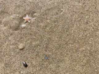 In the sand on the beach lies a small starfish