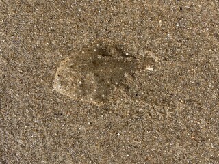 a flatfish lies well camouflaged in the sand of the north sea