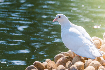 white dove next to the water