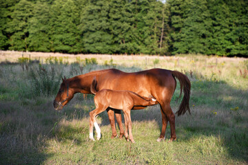 Mom horse with a small foal stand in the rays of the bright sun on the lawn