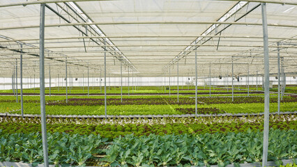 Bio vegetables and organic crops growing in greenhouse with transparent film and ventilated hydroponic enviroment with drip irrigation. Rows of different types of lettuce grown without pesticides.