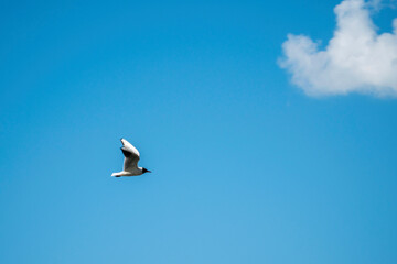 perfect seagull in the sky