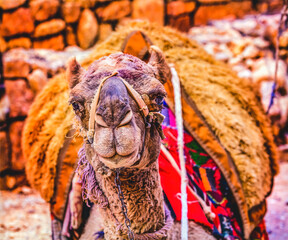 Camel Treasury Siq Petra Jordan