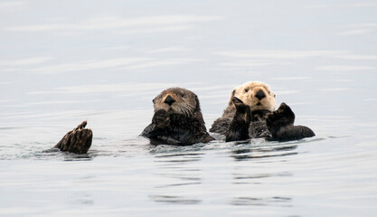 Mating Pair of Sea Otters In Kachemak Bay, Alaska