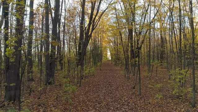 Drone video flying under the naked trees in the Fall with a carpet of fallen leaves