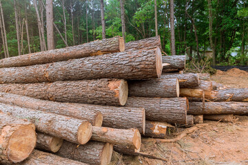 Pile of wood large logs in the forest with preparation of the transportation