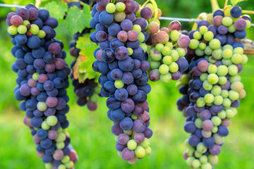 Veraison Syrah Shiraz Grape Vineyard
