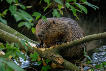 Hungry beaver. Wild European beaver, Castor fiber, sitting on felled tree in water and gnawing bark from branches. Brown furry animal with long flat tail. Largest European rodent in nature habitat. © Vaclav
