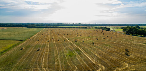 Aerial view of hay bales in the field during hot summer day. Hay rolls after harvesting grain and wheat. Agriculture concept.