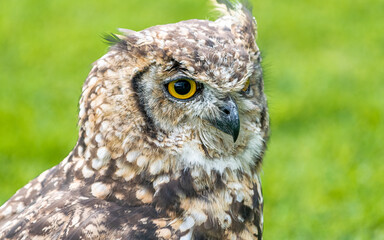 great horned owl
