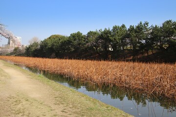 Obraz premium 福岡市の舞鶴公園