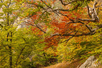 Autumn forest in the Demerdzhi area