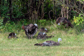 Wild Turkeys With Young Poults In September