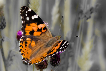 butterfly on a flower
