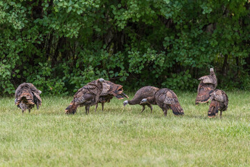 Wild Turkeys With Young Poults In September