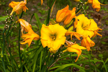 Yellow lilies grow in the garden