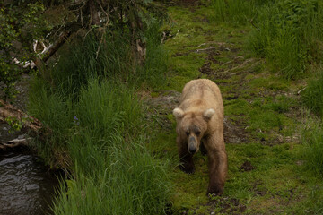 Brook's Falls Grizzly Bear in Alaska