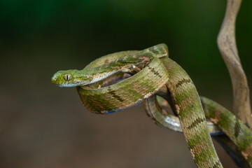 Male bengkulu cat snake Boiga bengkuluensis curls its body for camouflage 