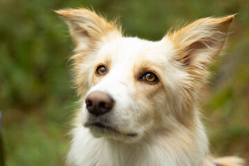 Fototapeta premium Paseo en el bosque