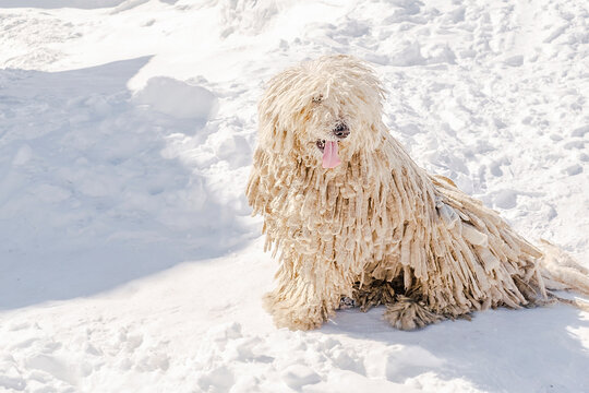 dog in snow