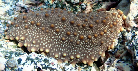 Costa Rica Pacific sea life