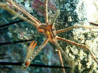 Costa Rica Pacific sea life