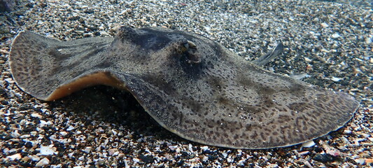 Costa Rica Pacific sea life