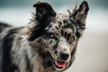 Border Collie dog on an adventure