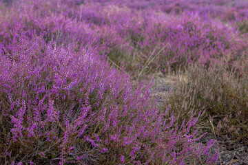 Fototapeta na wymiar Selective focus bush of wild purple flowers Calluna vulgaris (heath, ling or simply heather) is the sole species in the genus Calluna in the flowering plant family Ericaceae, Nature floral background.