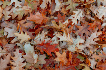 Selective focus of red brown leaves fallen from the tree on the ground in Autumn, Colourful dried leaf on the floor with free copy space for your text, Nature pattern background.