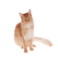 Red Maine Coon cat isolated on white