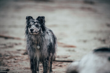 Border Collie dog on an adventure