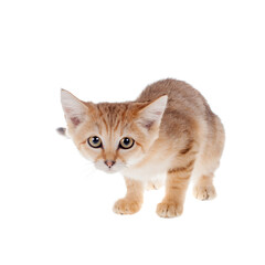 The Sand dune cat isolated on white