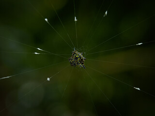 Gasteracantha doriae was spider with a thorny shape.