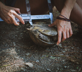 Female hands of scientist biologist zoologist takes mensuration of mediterranean tortoise by zoologist