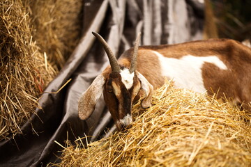 Saanan and alpine goats on a small farm in Ontario, Canada.