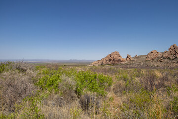 Bright green leaves in the desert in New Mexico