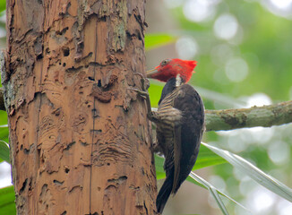 woodpecker in tree
