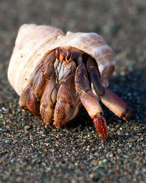 Closeup Portrait Of Hermit Crab On Empty Beach Inside Corcovado National Park, Costa Rica.