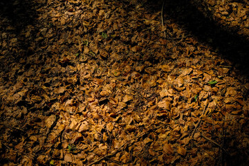 Natural autumn background, warmth of fallen dry leaves on the ground.