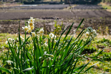 Obraz premium 水仙の群落