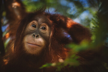 Cutest baby orangutan hangs in a tree in zoo