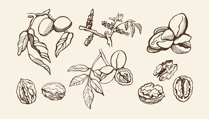 Set with walnuts, leaves, branch, buds on a beige background. Hand drawn vector illustration.