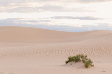 sand dunes in the desert