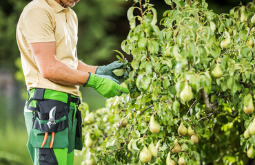 Gardener Checking a Pear Fruit