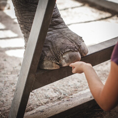 Female zookeeper care on legs of trained elephant in zoo